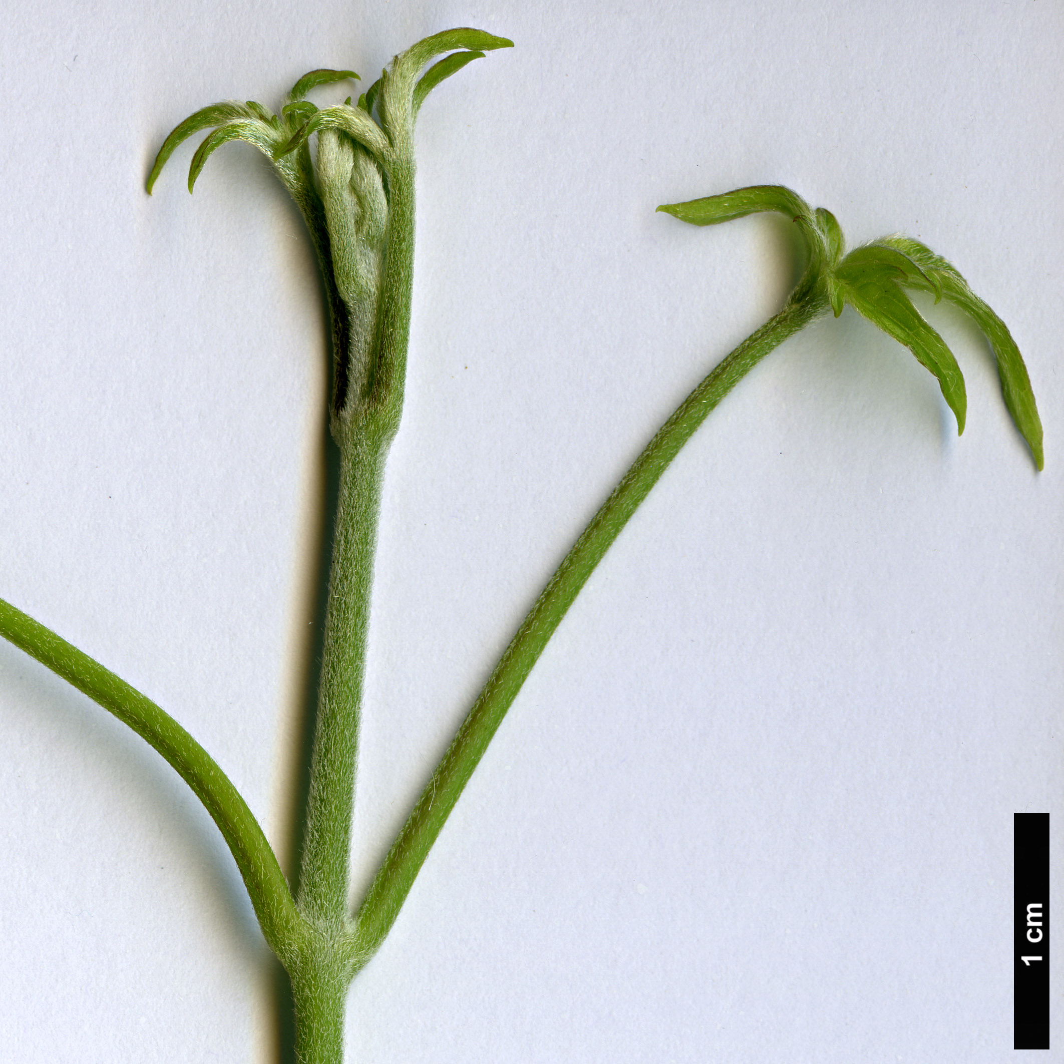 High resolution image: Family: Ranunculaceae - Genus: Clematis - Taxon: montana - SpeciesSub: var. grandiflora